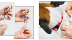 Cepljenje, degelminting in sprejem drugih zdravil